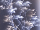 Cropped_140_proportional_620_ghost-tree-251