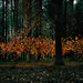 Cropped_75_fall