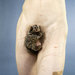 Cropped_75_proportional_710_marmoset__horizon_blue__2011