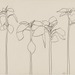 Cropped_75_proportional_620_kellyfoursunflowers