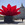 Cropped_25_14753