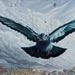 Cropped_75_city-pigeon_web