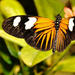 Cropped_75_h-butterflies_dynamic_lead_hero_image