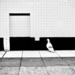 Cropped_75_steady_1