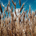 Cropped_75_ad_wheatfield3_hr