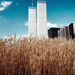 Cropped_75_ad_wheatfield2_hr