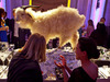 Cropped_100_5684497471_dcfde86301_z