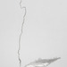 Cropped_75_53352_04_lin