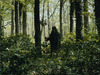 Cropped_100_michelangelo-frammartino-alberi-still