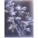 Cropped_75_ghost-tree-251