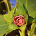 Cropped_75_heide-hatry-rose-1