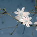 Cropped_75_heide-hatry-rose-3