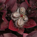 Cropped_75_heide-hatry-rose-5