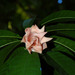 Cropped_75_heide-hatry-rose-4