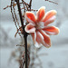 Cropped_75_heide-hatry-rose-2