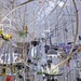 Cropped_75_8_sarah_sze