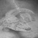 Cropped_75_proportional_710_bruce_2012