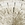 Cropped_25_13256
