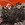 Cropped_25_13313