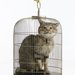 Cropped_75_proportional_710_catt__2010