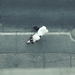 Cropped_75_3974