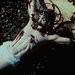Cropped_75_proportional_710_wojnarowicz