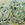 Cropped_25_4237