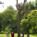Cropped_75_penone