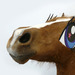 Cropped_75_taxidermypony1