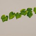 Cropped_75_kellywildgrape