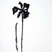 Cropped_75_kellysiberianiris