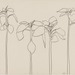 Cropped_75_kellyfoursunflowers