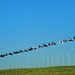 Cropped_75_5890132694_eaa171a54f_z