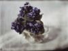 Cropped_100_8-kuehn-still-life-with-violets-ca-1908_blog_embed