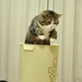 Cropped_75_maru