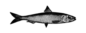 Proportional_280_fileitem-160597-sardine_solo